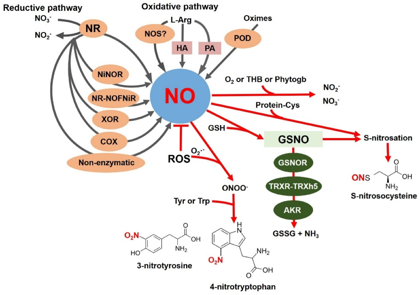 Pathways of NO production and conversion in plants