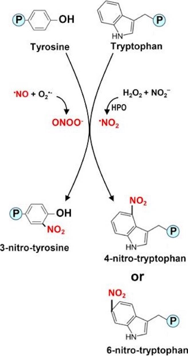 Simple model of protein tyrosine and tryptophan nitration via peroxynitrite and nitrogen dioxide