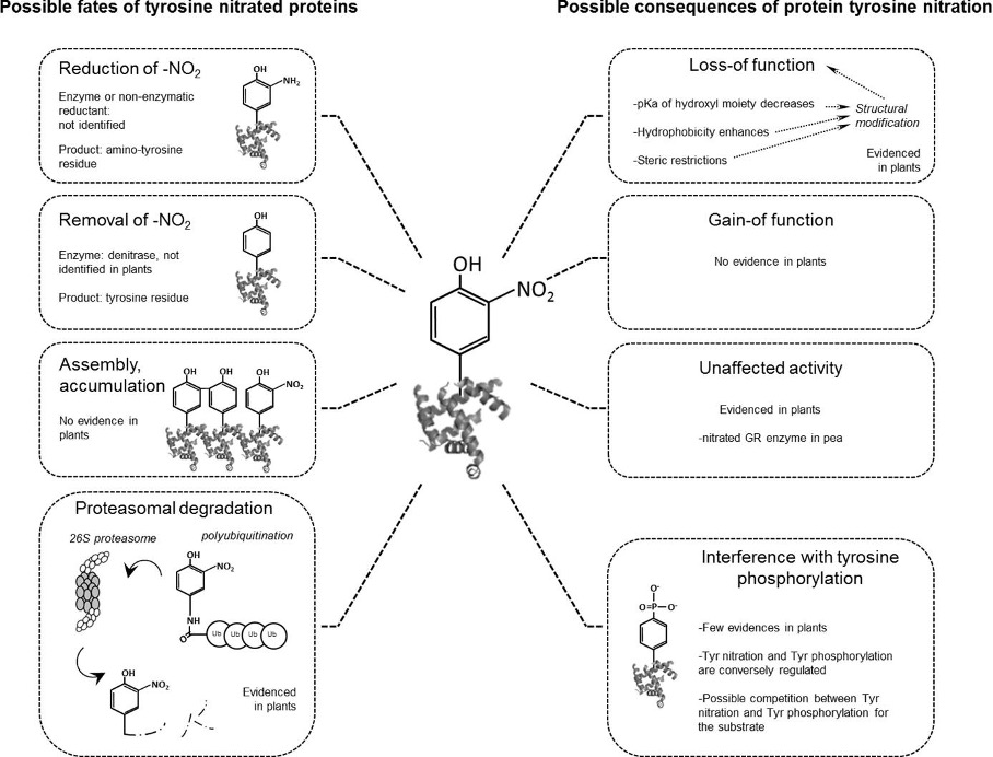 Fates and consequences of protein tyrosine nitration (PTN): mechanisms and functional outcomes
