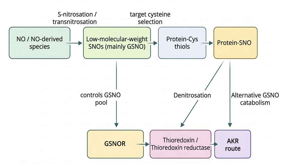 Mechanisms and regulation of protein S-nitrosation in plants