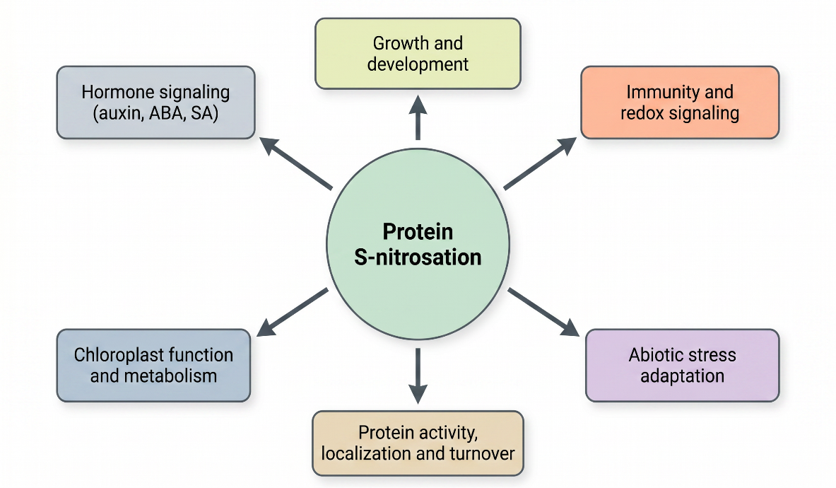 Functional roles of protein S-nitrosation in plant physiology